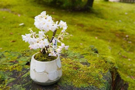 苔蘚盆景|苔盆栽に向いている苔3選！おすすめする理由や栽培。